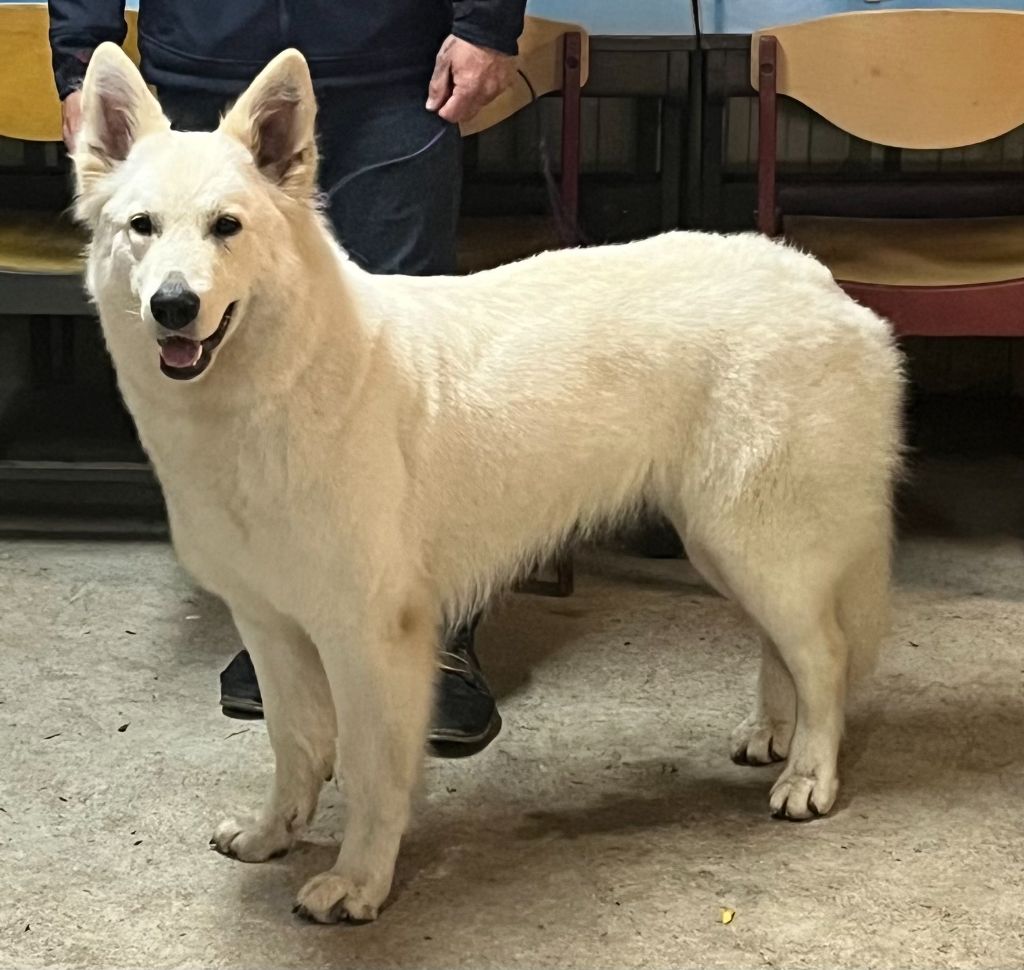 T ma beauté katniss Du Loup De Fumseck