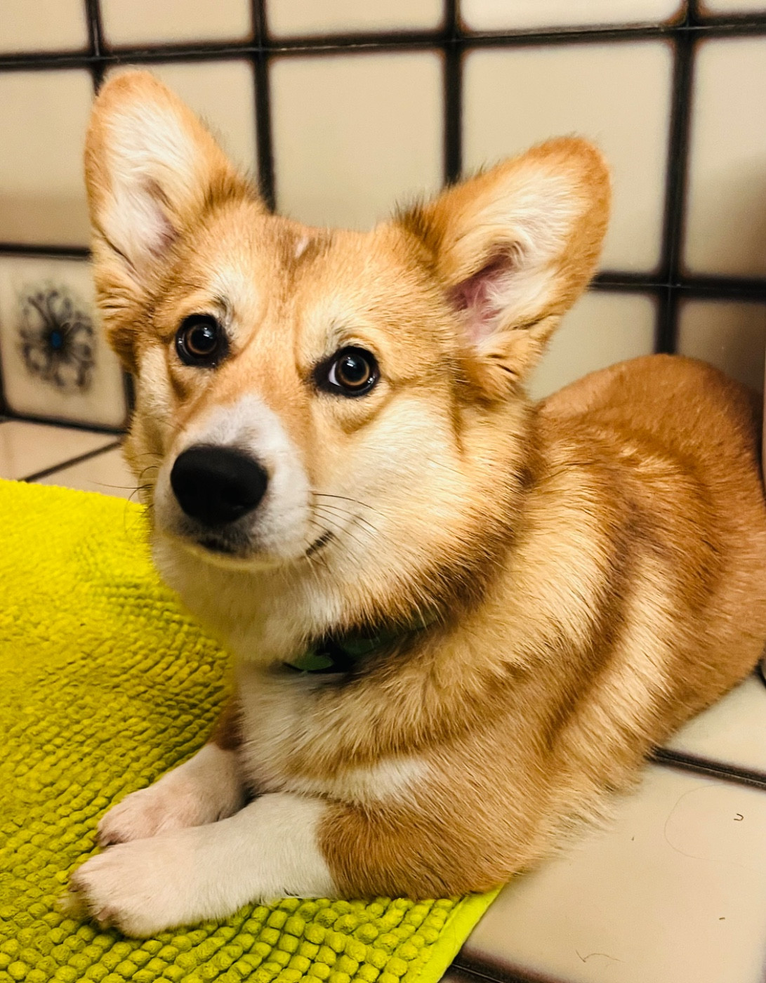 A Little princesse Soraya des Famonadyns