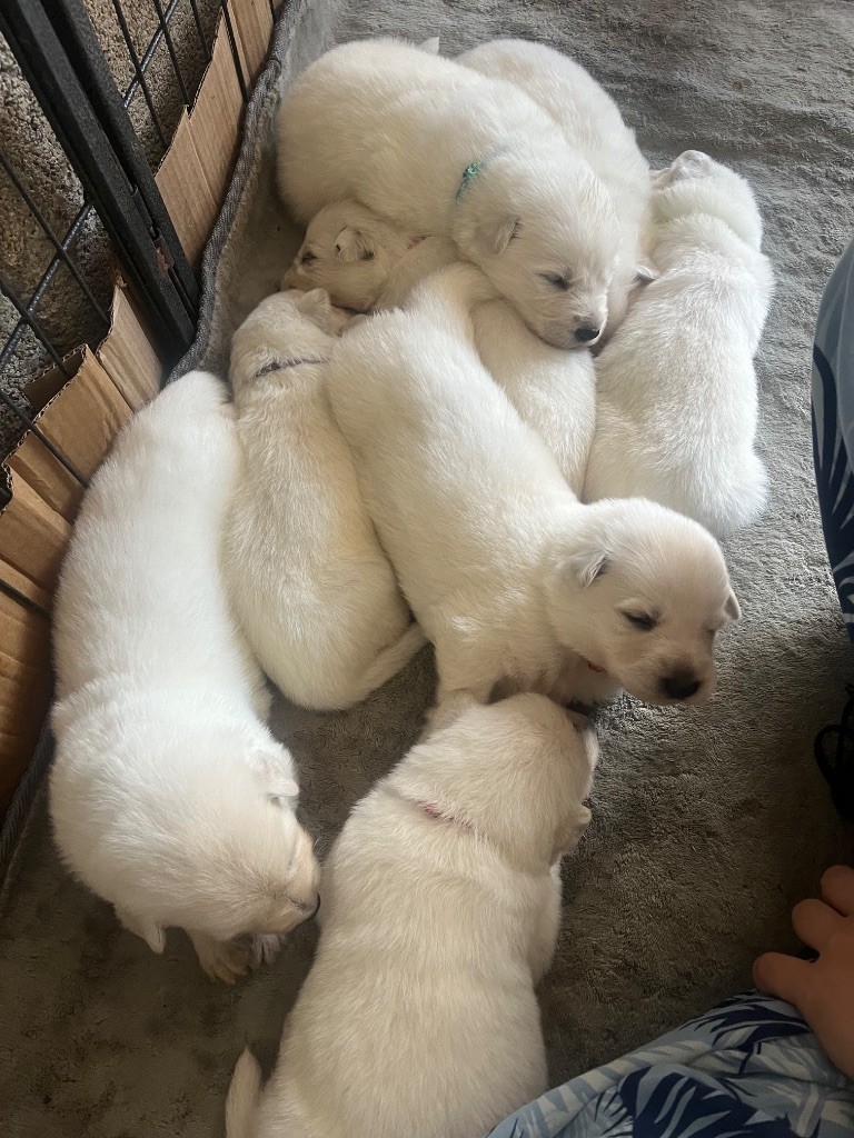 Du Loup De Fumseck - Berger Blanc Suisse - Portée née le 10/07/2025