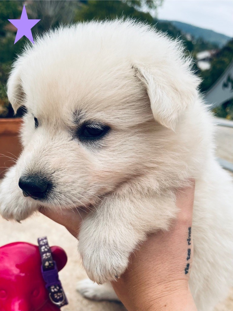 Du Loup De Fumseck - Chiots disponibles - Berger Blanc Suisse