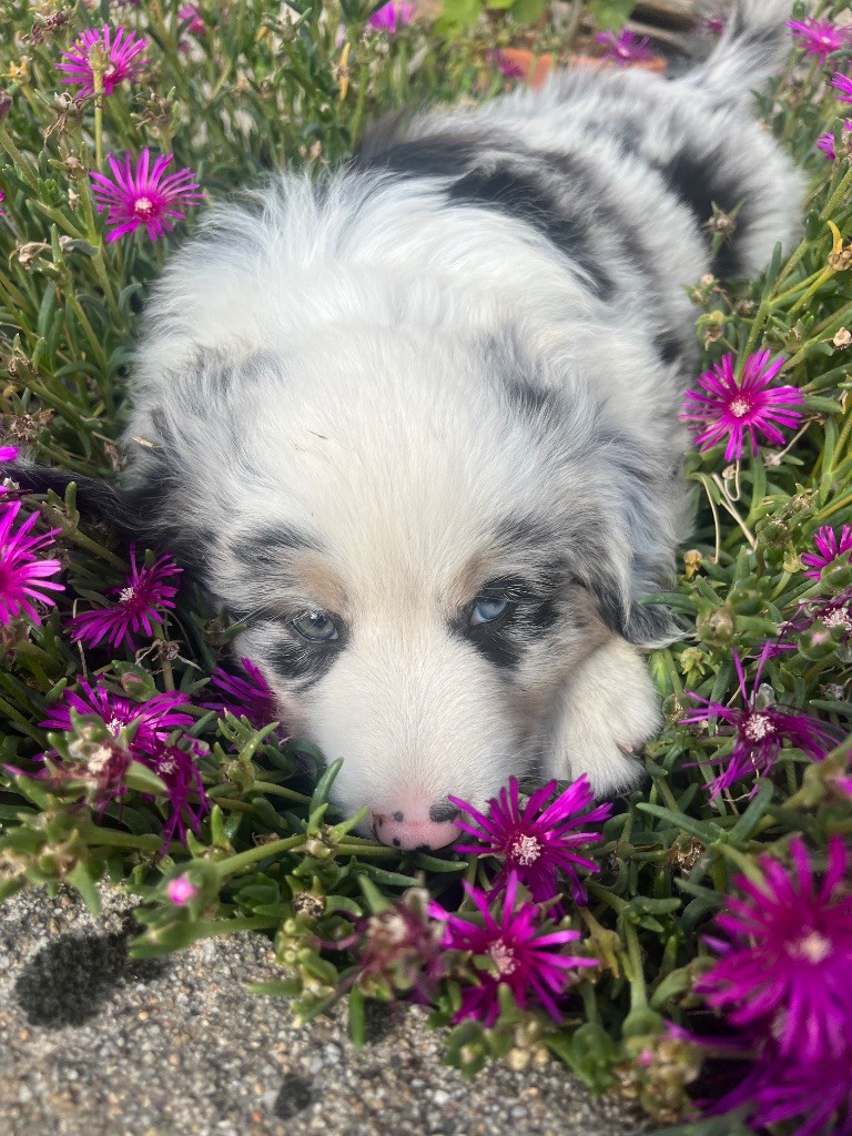 Du Loup De Fumseck - Chiots disponibles - Berger Américain Miniature 