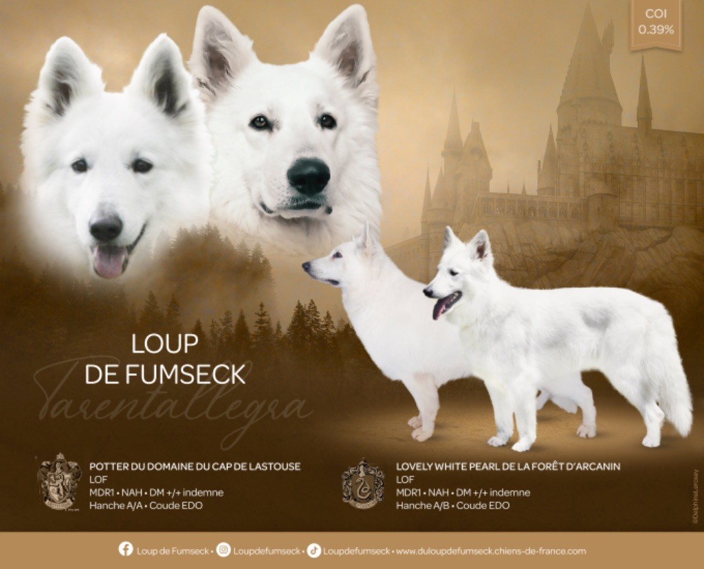 Du Loup De Fumseck - Berger Blanc Suisse - Portée née le 09/04/2022