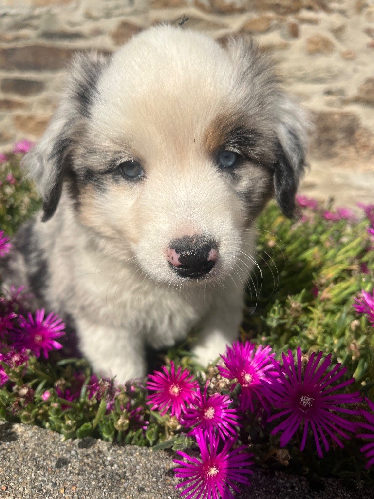 Du Loup De Fumseck - Chiots disponibles - Berger Américain Miniature 