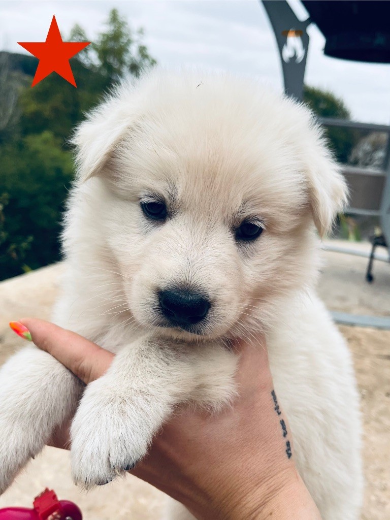 Du Loup De Fumseck - Chiots disponibles - Berger Blanc Suisse