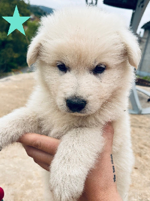 CHIOT 4