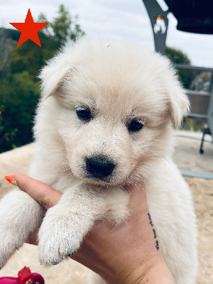 CHIOT 8