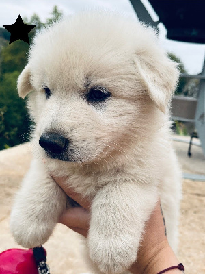 CHIOT 9