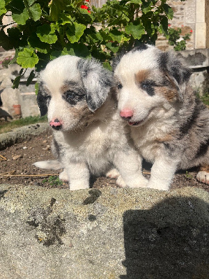 CHIOT 5