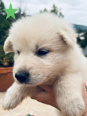 CHIOT 5