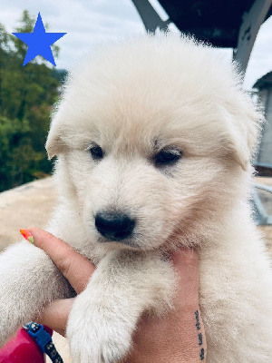 CHIOT 3