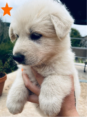 CHIOT 1