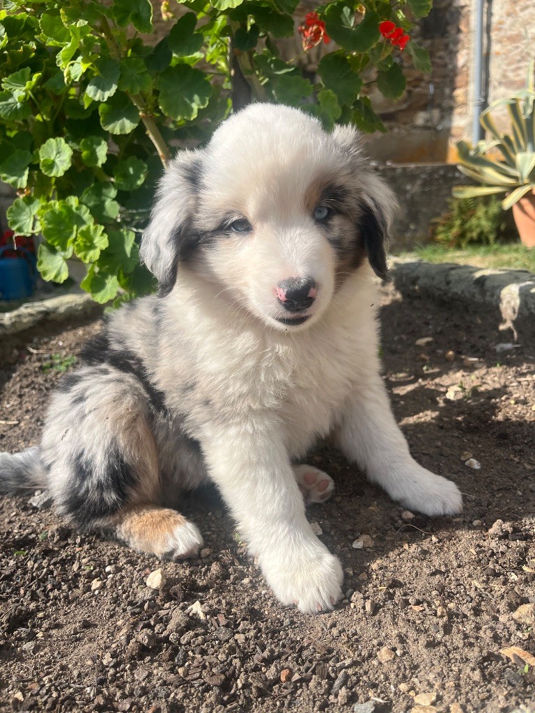 Du Loup De Fumseck - Chiots disponibles - Berger Américain Miniature 