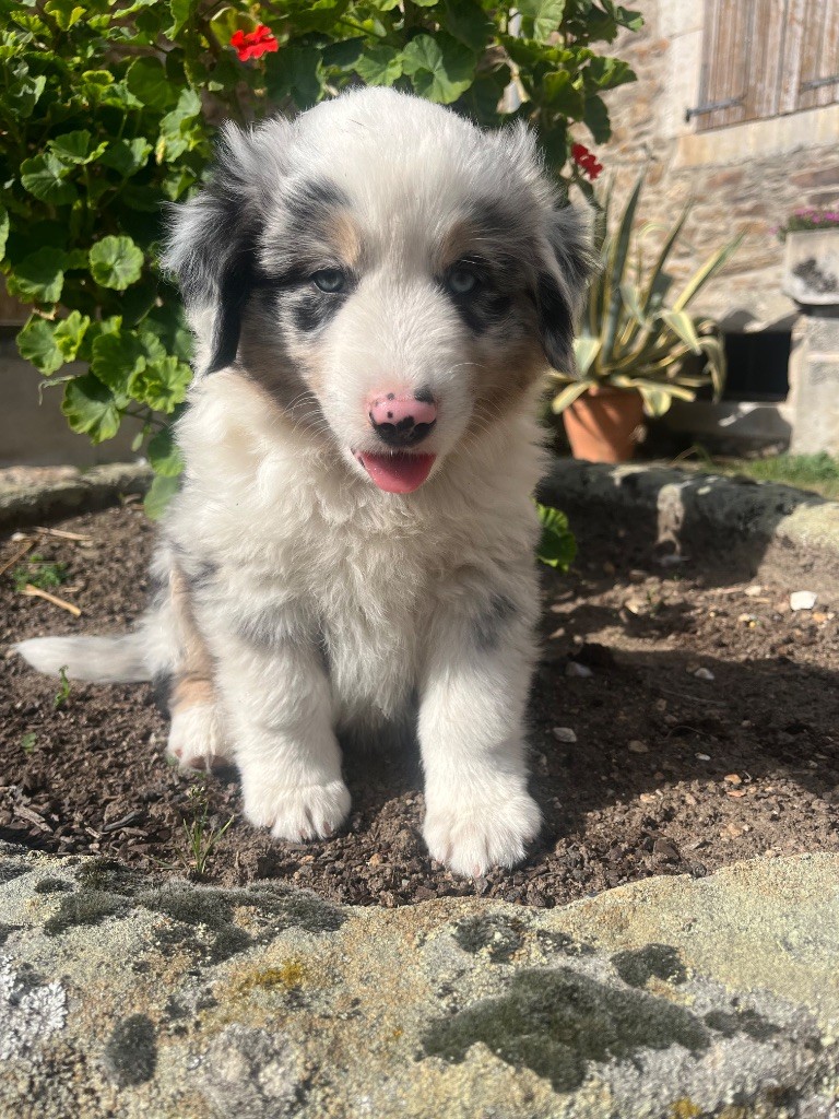 Du Loup De Fumseck - Chiots disponibles - Berger Américain Miniature 
