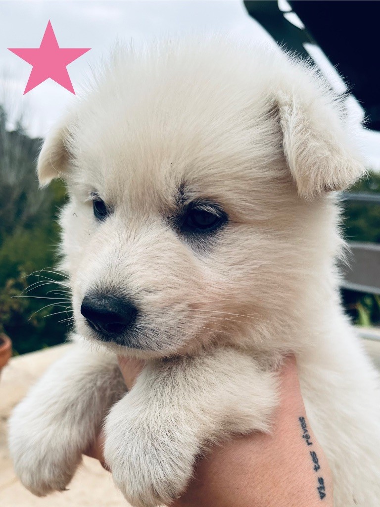 Du Loup De Fumseck - Chiots disponibles - Berger Blanc Suisse