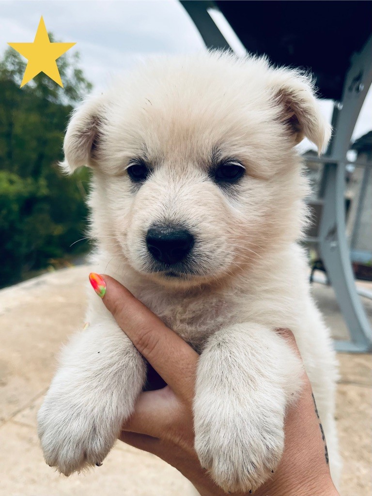 Du Loup De Fumseck - Chiots disponibles - Berger Blanc Suisse